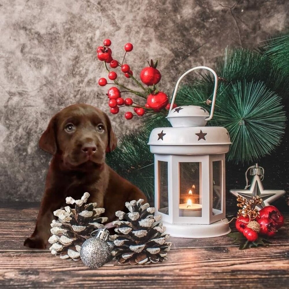 5x8" Christmas Puppy Photo featuring our Heaventree Creek Labrador